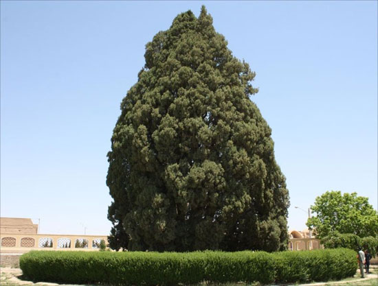 درختی که «یافث» پسر نوح در یزد کاشت