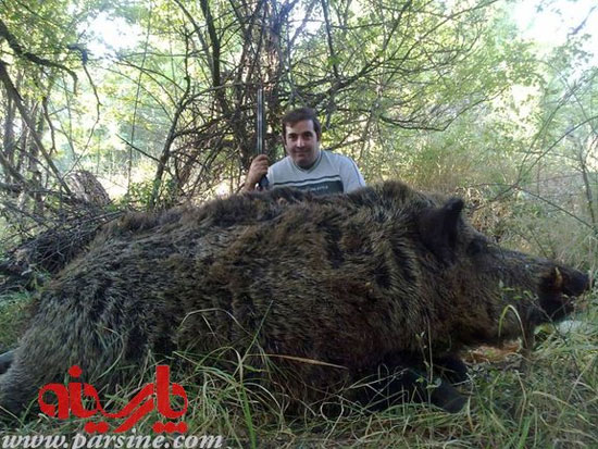 عکس: گراز عظیم الجثه شکار شده در طالقان
