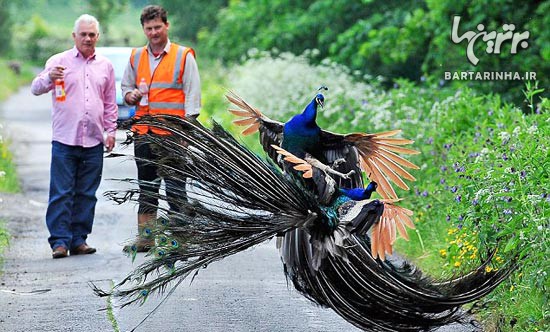 حمله طاووس ها به روستایی در انگلستان