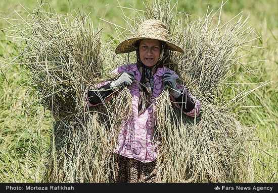 عکس: برداشت برنج در شالیزارهای گیلان