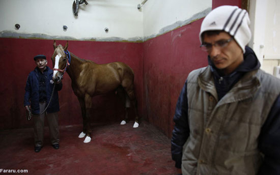 در بیمارستان اسب‌ها چه می‌گذرد؟ +عکس