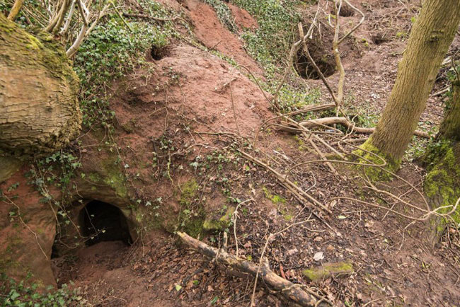 لانه خرگوشی که به دالان های زیر زمینی 700ساله راه پیدا می کند