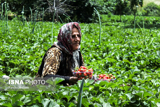 برداشت توت فرنگی در کردستان