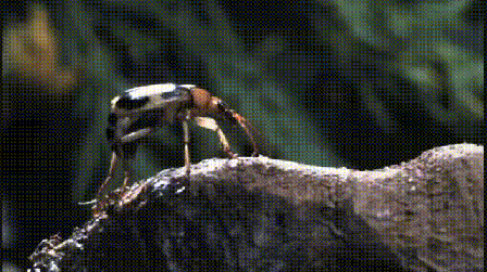 عکس متحرک: حشرات و انگل های چندش آور