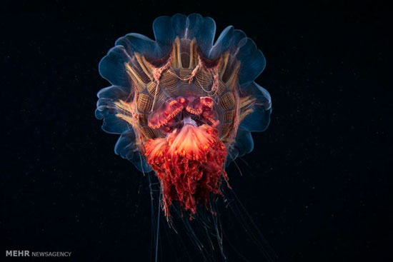 تصاویری زیبا از مخلوقات اعماق دریا