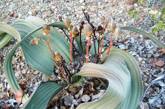ویلوچیا میرابیلیس؛ عجیب‌ترین و زشت‌ترین گیاه دنیا