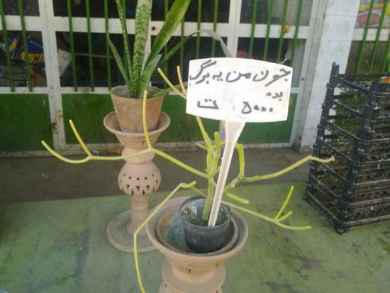 نامگذاری عجیب ایرانی ها برای گیاهان!