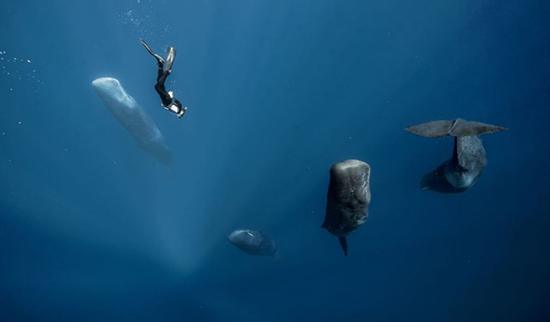 خواب نهنگ‌ها؛ عکس روز نشنال جئوگرافیک