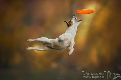 وقتی سگ ها پرواز می کنند! +عکس