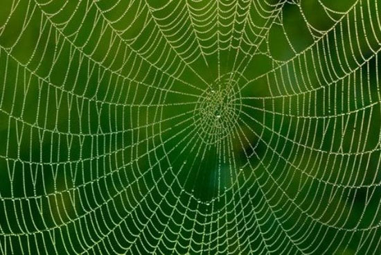 دانشمندان تار عنکبوت را قدرتمندتر کردند
