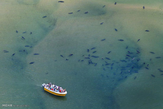 تصاویر هوایی زیبا از سواحل «کیپ کود»