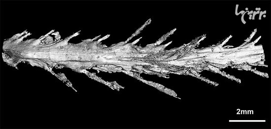 کشف اولین دم دایناسور متعلق به 99 میلیون سال پیش