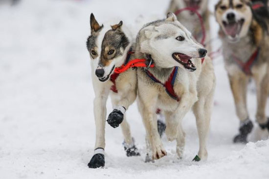 رقابت سگهای سورتمه کش در آلاسکا