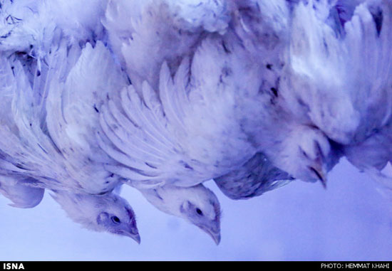عکس: کشتارگاه مرغ ها
