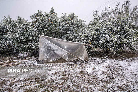 باغ های خسارت دیده ناشی از برف در مازندران