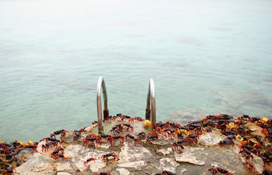 هجوم خرچنگ‌ ها به خلیج خوک‌ ها