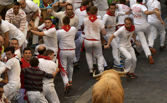 گاوهای خشمگین در خیابان‌های پامپلونا