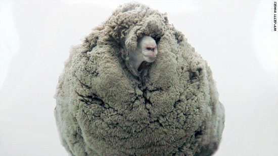 معروف‌ ترین گوسفند جهان +‌عکس