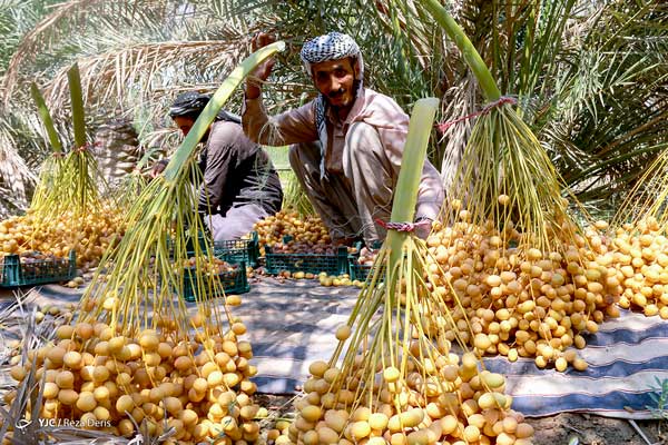 برداشت خارک و رطب از نخلستان‌های آبادان