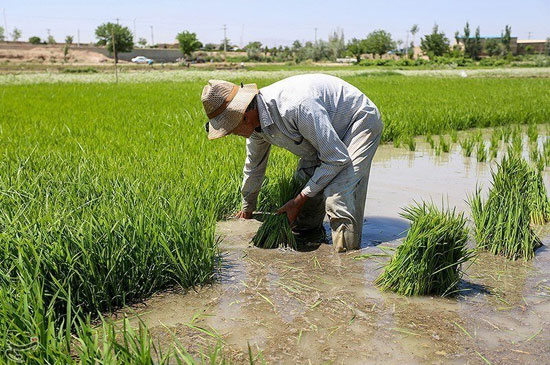 کاشت برنج در مبارکه اصفهان