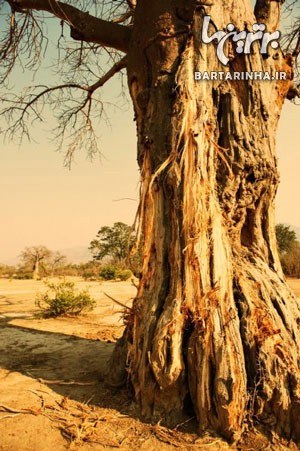 تور گردشگری: حیات‌وحش زیمباوه