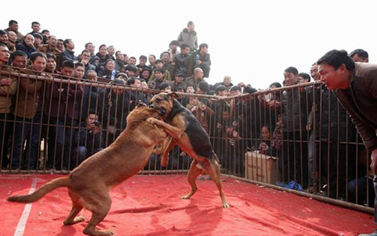 جشن بهار با نبرد خونین سگ‌ها! +عکس
