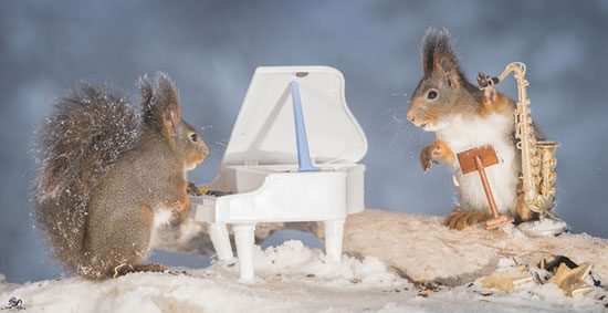 سنجاب‌ های نوازنده! +عکس