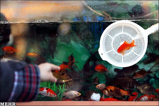 گزارش تصویری از فروش ماهی قرمز
