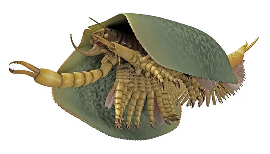 کشف هیولای دریایی ۵۰۷ میلیون ساله