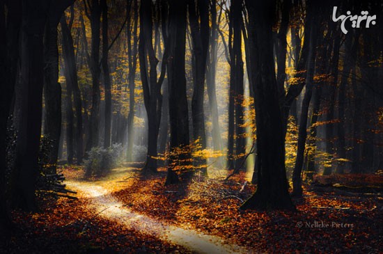 عکس: زیبایی سحرآمیز جنگل های هلند