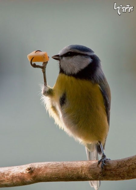تصاویر بامزه از غذاخوردن حیوانات!