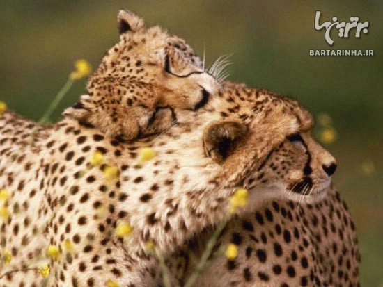 تصاویر فوق العاده زیبا از دنیای حیوانات