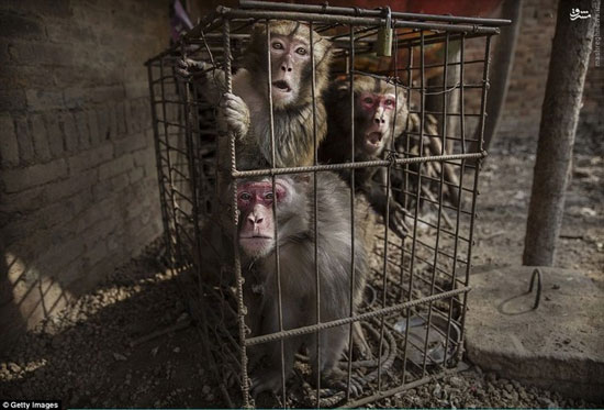 عکس: میمون‌ها قربانیان سال نوی چینی