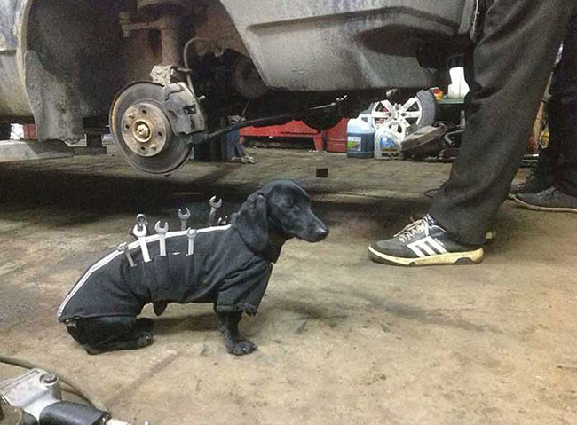 سگ‌هایی که شغل رسمی دارند!