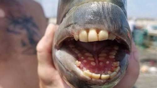 صید ماهی کمیاب با دندان‌های شبیه انسان!
