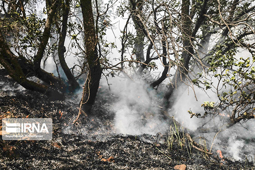 آتش‌سوزی در جنگل‌های بلوط کردستان