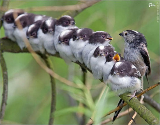 خوابیدن دسته جمعی پرندگان