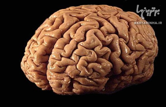 18 نکته جالب و خواندنی در مورد مغز انسان