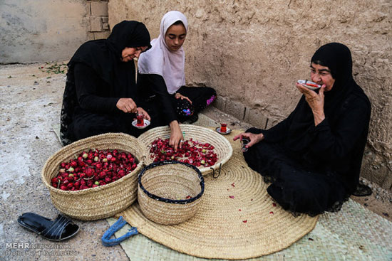 احیای کاشت چای تُرش در روستای علوه اهواز