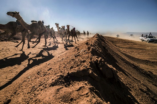 مسابقات شتردوانی در مصر