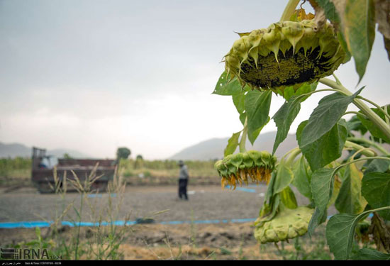 برداشت و خشک کردن تخمه در روستای «چمه»