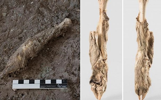 کشف بقایای گوسفند مومیایی ۱۶۰۰ساله در زنجان