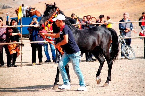 عکس: همایش زیبایی اسب در اراک