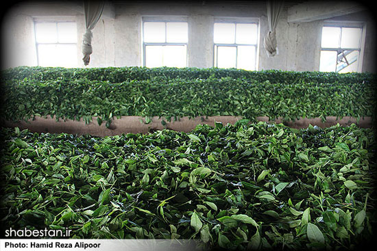 عکس: برداشت برگ سبز چای در لاهیجان