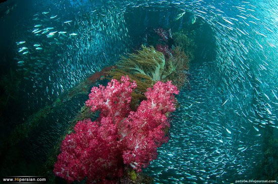 زندگی زیر آب به روایت این عکس ها
