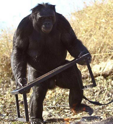 شامپانزه ای که غذا می‌پزد! +عکس