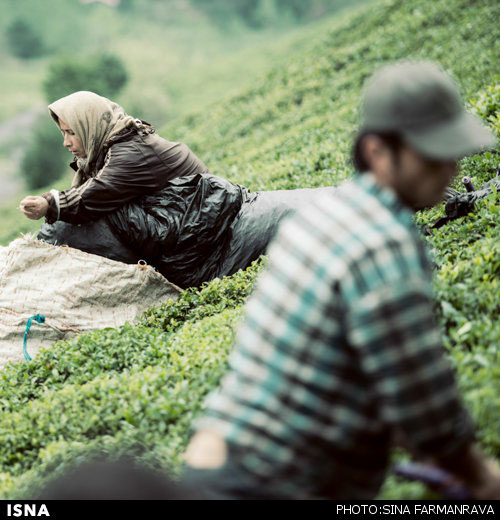 تصاویری دیدنی از برداشت چای در گیلان