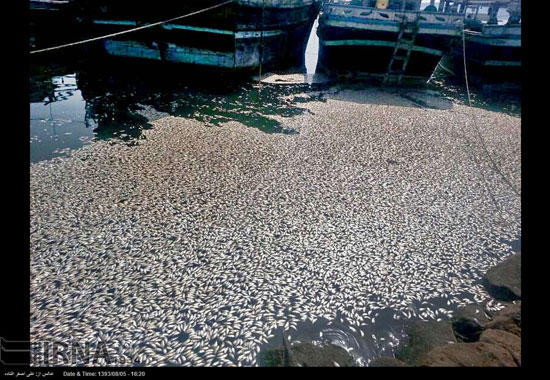 عکس: مرگ هزاران ماهی ساردین در کنارک