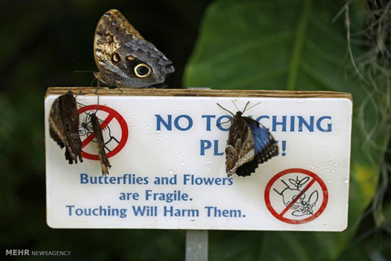 عکس: لحطاتی دلنواز با پروانه ها