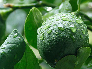 نحوه کاشت درخت لیمو ترش در خانه +عکس